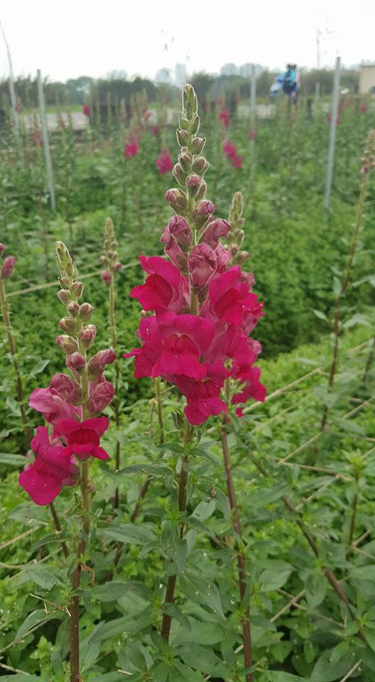 農場周圍的金魚草,自四月中旬開始開花。 圖:翻攝自林園居農場臉書 農場周圍的金魚草,自四月中旬開始開花。 圖:翻攝自林園居農場臉書