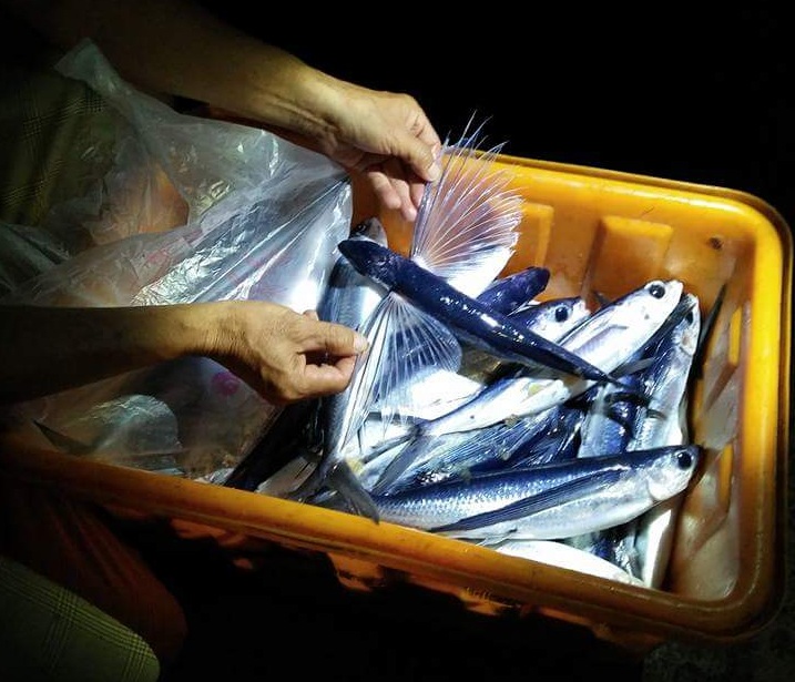 飛魚並不僅於蘭嶼的達悟族,滿州鄉這裡其實也盛行飛魚的捕撈。 圖:翻攝自屏東縣滿州鄉公所 飛魚並不僅於蘭嶼的達悟族,滿州鄉這裡其實也盛行飛魚的捕撈。 圖:翻攝自屏東縣滿州鄉公所