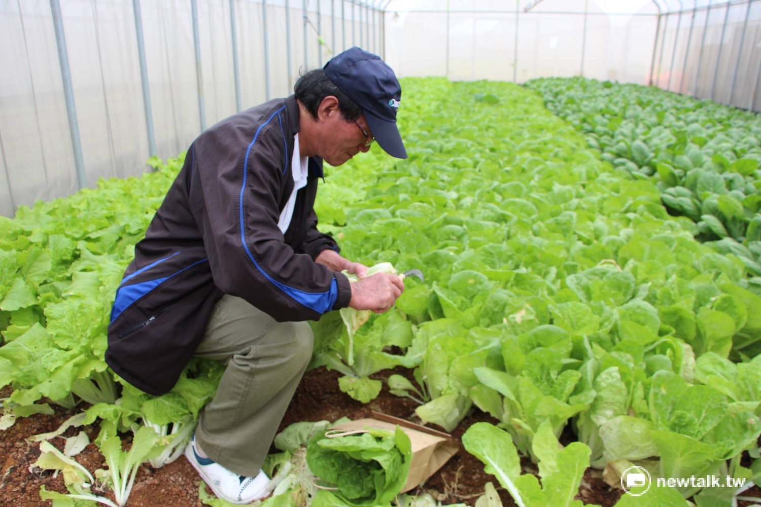 農場內種植黑葉白菜、荷葉白菜、小松、小白菜等蔬菜。 圖:呂晏慈攝 農場內種植黑葉白菜、荷葉白菜、小松、小白菜等蔬菜。 圖:呂晏慈攝