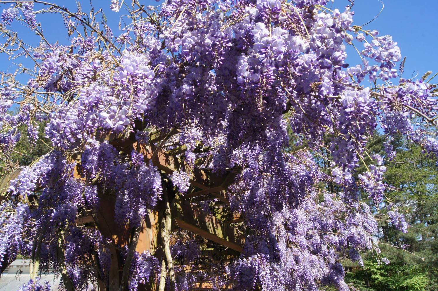 春暖花開時,紫藤花靜靜開放惹人憐愛,淡紫的顏色帶著幾分浪漫風情。 圖:翻攝自福壽山農場粉絲團臉書 春暖花開時,紫藤花靜靜開放惹人憐愛,淡紫的顏色帶著幾分浪漫風情。 圖:翻攝自福壽山農場粉絲團臉書