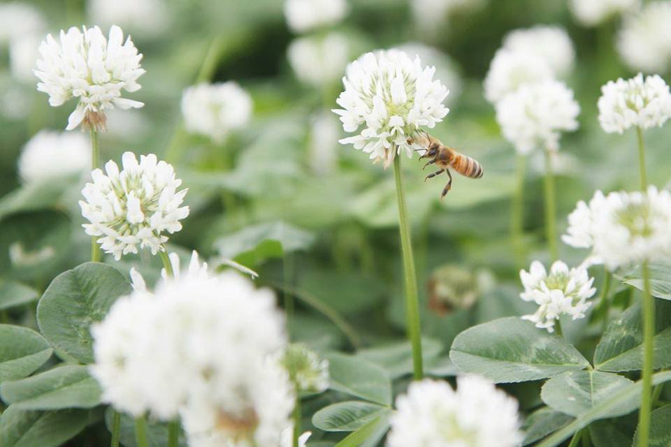 白花三葉草又名菽草、白花苜蓿,是多年生草本植物,屬豆科植物,喜溫暖濕潤氣候,適應性廣,也是很好的固氮植物,不但可增加土壤的養份,並具有水土保持作用,是相當自然且有益的草地養護植物。 圖:翻攝自新北市高灘管理處官網 白花三葉草又名菽草、白花苜蓿,是多年生草本植物,屬豆科植物,喜溫暖濕潤氣候,適應性廣,也是很好的固氮植物,不但可增加土壤的養份,並具有水土保持作用,是相當自然且有益的草地養護植物。 圖:翻攝自新北市高灘管理處官網