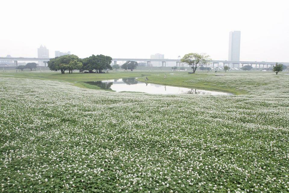 自行開車前往大臺北都會公園,也可搭乘機場捷運線,從A2三重站的1A出口出站,由出口觀景平臺遠眺,就能欣賞這片一望無際的皚皚白雪。 圖:翻攝自新北市高灘管理處官網 自行開車前往大臺北都會公園,也可搭乘機場捷運線,從A2三重站的1A出口出站,由出口觀景平臺遠眺,就能欣賞這片一望無際的皚皚白雪。 圖:翻攝自新北市高灘管理處官網