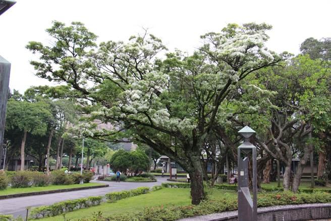228公園的流蘇佇立,持續陪伴台北多個年頭 圖:台北市政府/提供 228公園的流蘇佇立,持續陪伴台北多個年頭 圖:台北市政府/提供