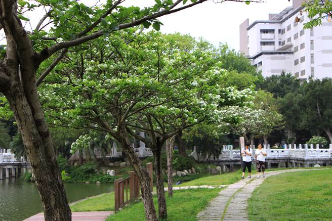 台北市碧湖公園流蘇依傍水畔,春風吹落掠過,仍留下一地浪漫。 圖:台北市政府/提供 台北市碧湖公園流蘇依傍水畔,春風吹落掠過,仍留下一地浪漫。 圖:台北市政府/提供