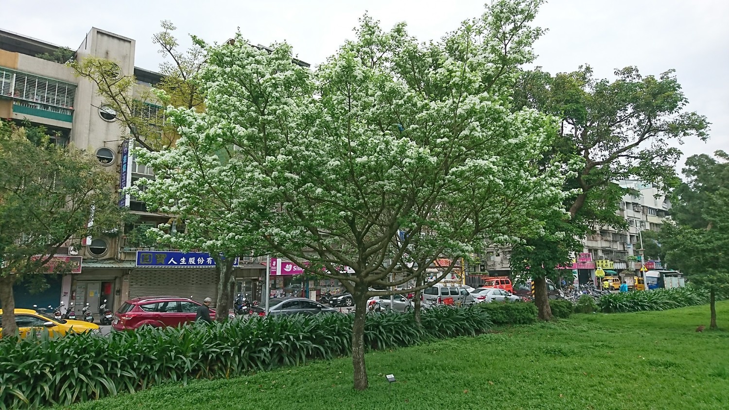 榮星花園流蘇 圖:台北市政府/提供 榮星花園流蘇 圖:台北市政府/提供