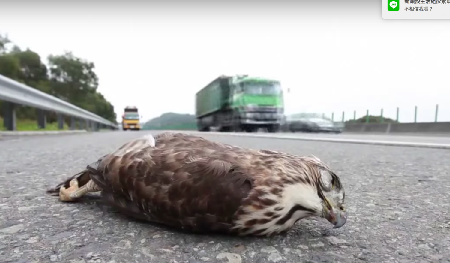 高速公路為人們帶來便利的交通,卻也使得道路致死成為天天上演的連續劇。 圖:翻攝自「重返里山」紀錄片 高速公路為人們帶來便利的交通,卻也使得道路致死成為天天上演的連續劇。 圖:翻攝自「重返里山」紀錄片
