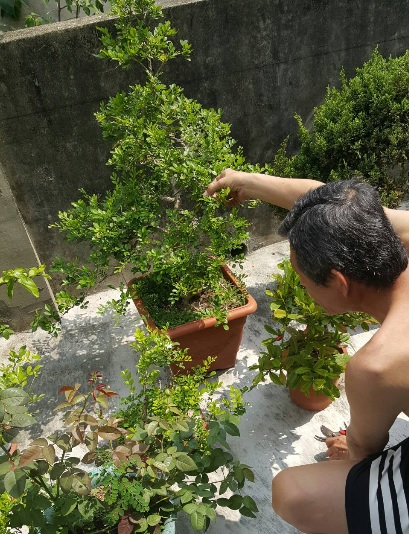 老爹也非常熱愛種植盆景。 圖:老蓋倫「你不是最強的」提供 老爹也非常熱愛種植盆景。 圖:老蓋倫「你不是最強的」提供
