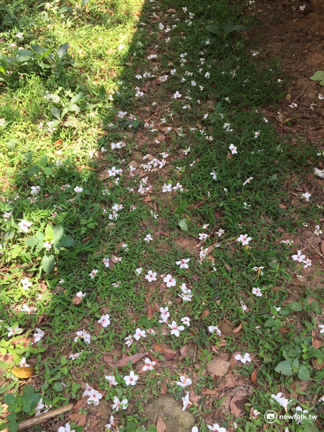 苗栗三義的挑炭古道上,兩三株搶開的油桐花,讓在四月搶看五月雪—油桐花的民眾,雀躍不已。 圖:陳奕/攝 苗栗三義的挑炭古道上,兩三株搶開的油桐花,讓在四月搶看五月雪—油桐花的民眾,雀躍不已。 圖:陳奕/攝