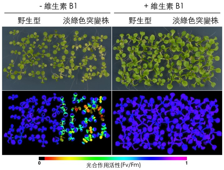 中央研究院植物暨微生物學研究所謝明勳副研究員研究團隊,成功發現植物合成維生素B1過程中扮演重要角色的酵素。 中央研究院植物暨微生物學研究所謝明勳副研究員研究團隊,成功發現植物合成維生素B1過程中扮演重要角色的酵素。