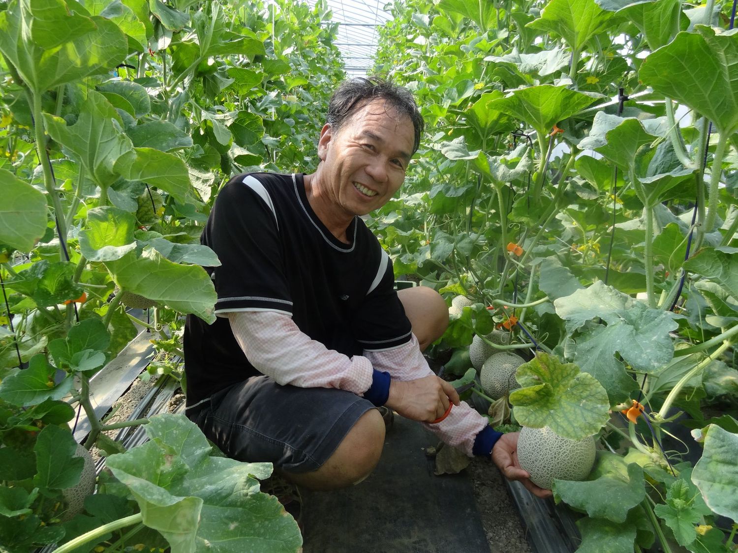 洋香瓜高雄2號在嘉義縣水上鄉賴堯坤先生試種結果情形。 圖:行政院農委會提供 洋香瓜高雄2號在嘉義縣水上鄉賴堯坤先生試種結果情形。 圖:行政院農委會提供