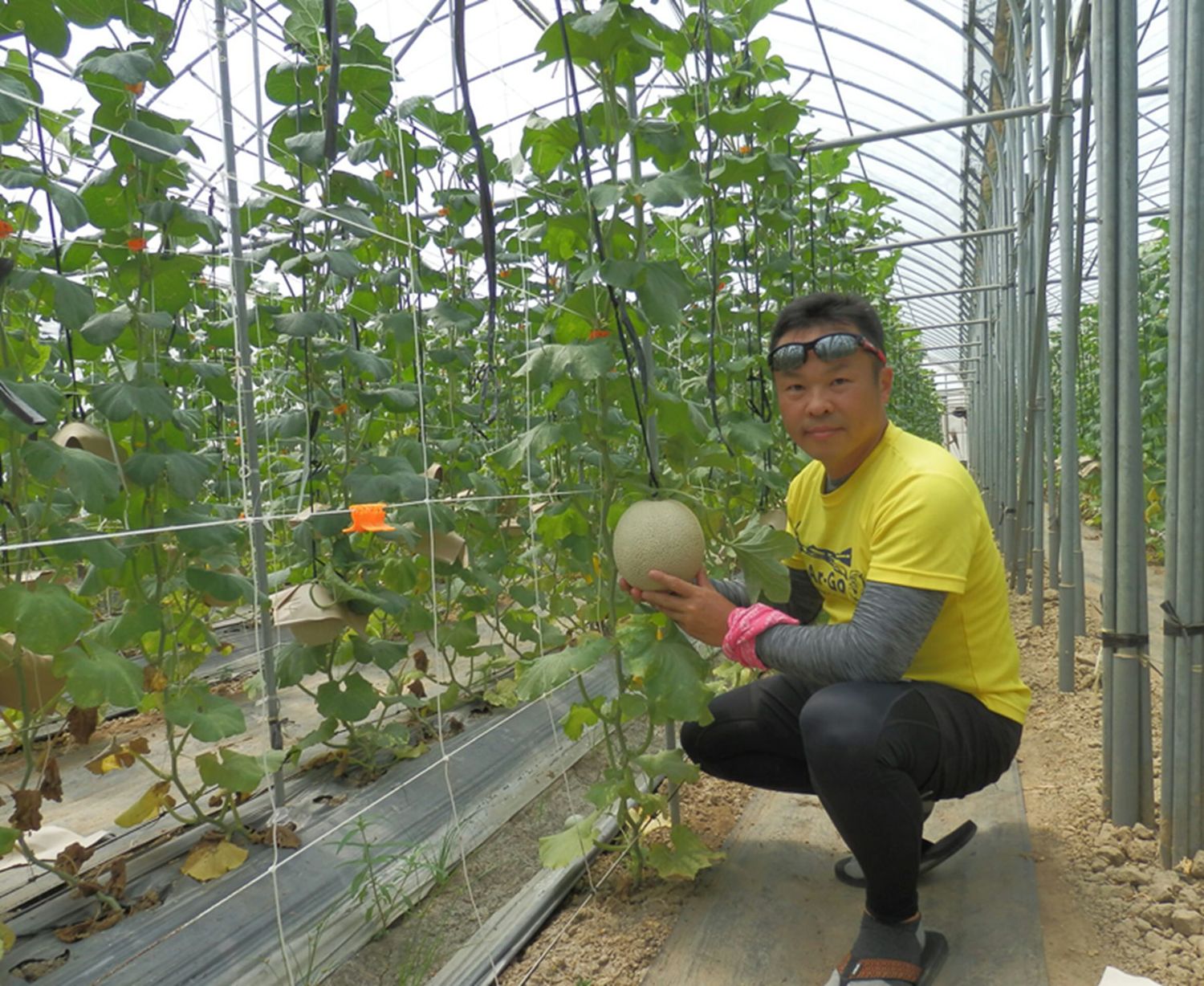 洋香瓜高雄2號在嘉義太保市試種結果情形。 圖:行政院農委會提供 洋香瓜高雄2號在嘉義太保市試種結果情形。 圖:行政院農委會提供