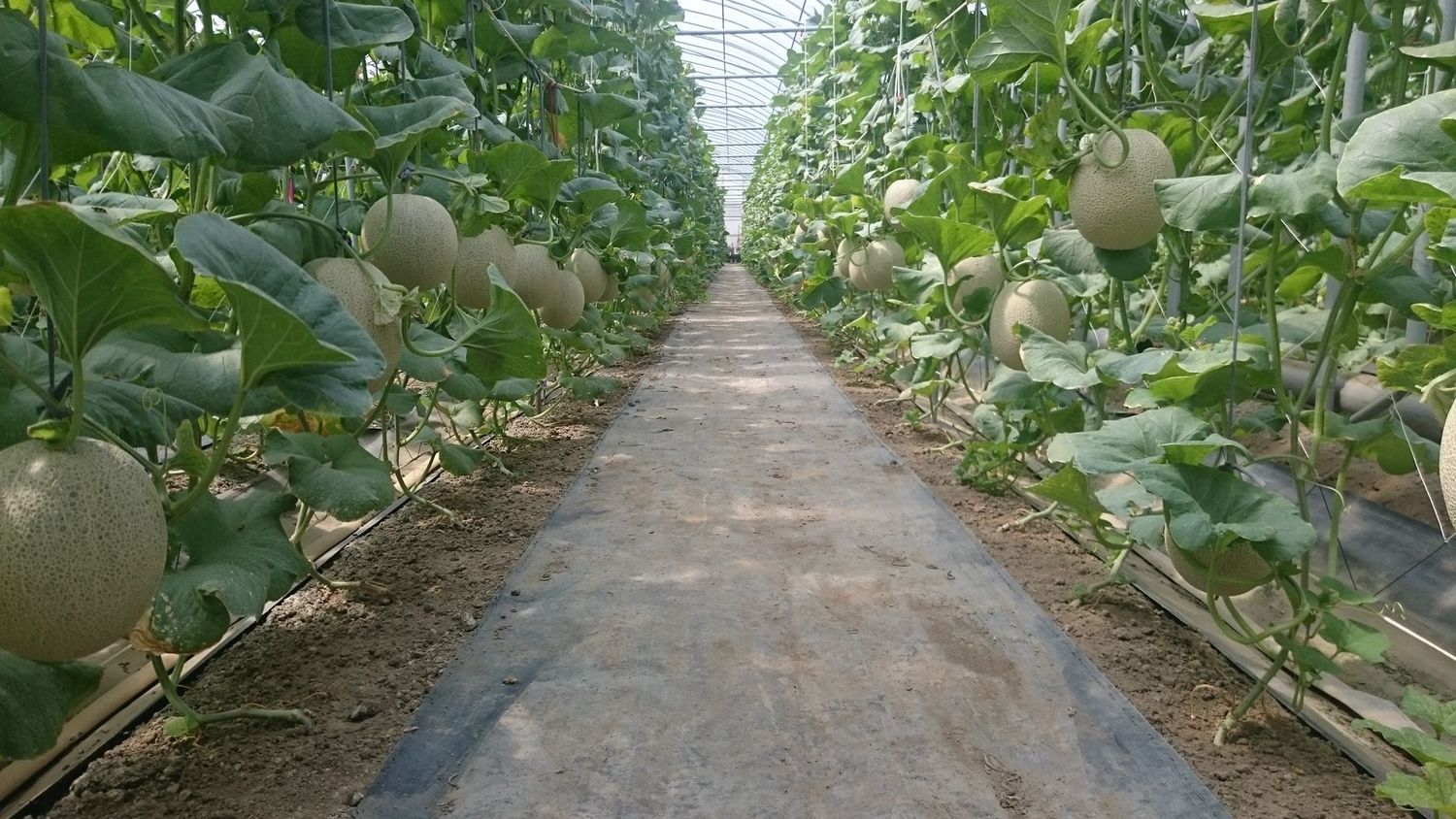 洋香瓜高雄2號果實良率高達85%。 圖:行政院農委會提供 洋香瓜高雄2號果實良率高達85%。 圖:行政院農委會提供