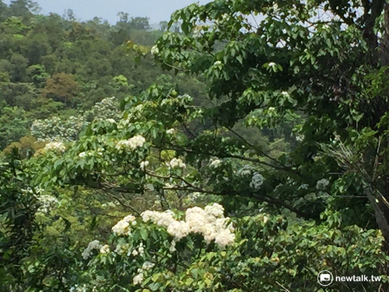 時序入夏,點點白色桐花,為台灣各地山林換上新裝。 圖:羅碧霞/攝 時序入夏,點點白色桐花,為台灣各地山林換上新裝。 圖:羅碧霞/攝