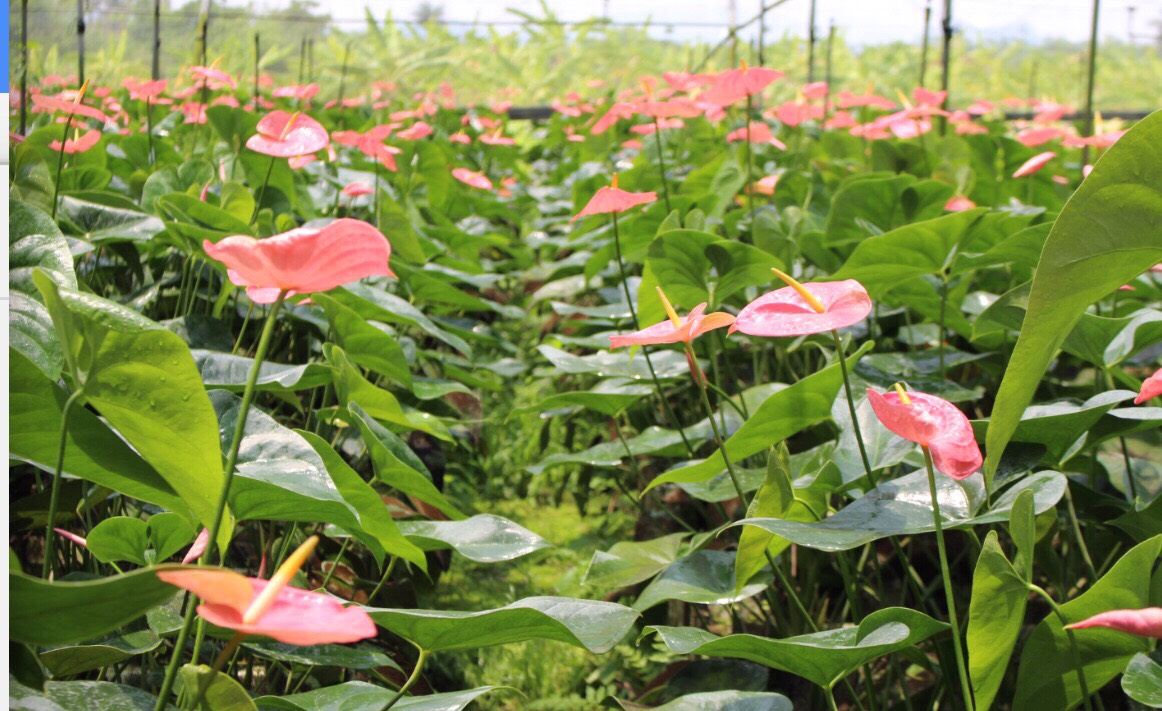 高雄火鶴花每年於母親節前夕進入盛產期,產季為5月至8月,火鶴花的花語具有「熱情、幸福、關懷」之意。 圖:高雄市政府提供 高雄火鶴花每年於母親節前夕進入盛產期,產季為5月至8月,火鶴花的花語具有「熱情、幸福、關懷」之意。 圖:高雄市政府提供