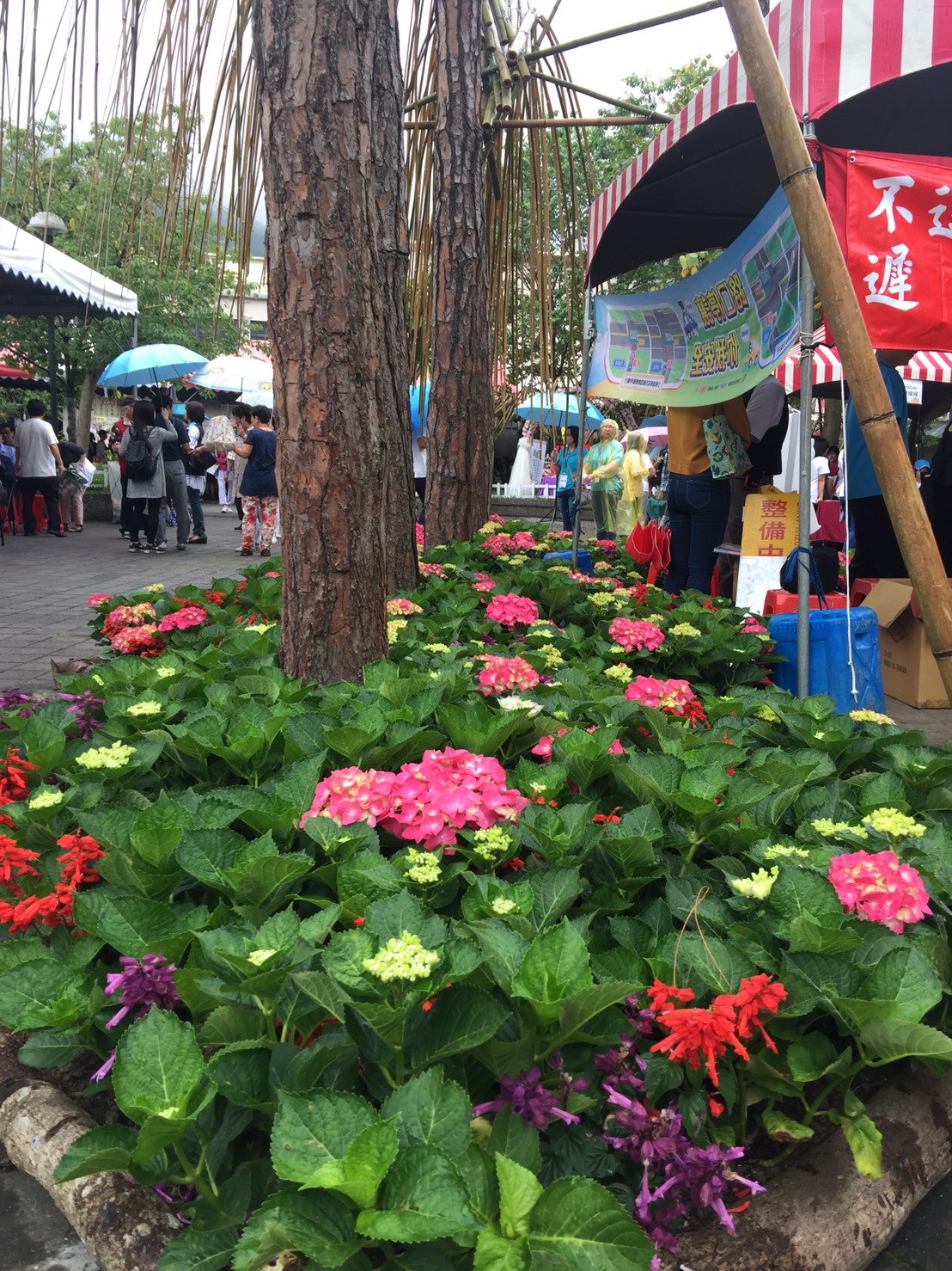 「繡球花宴 漫客庄」活動現場,是在參山國家風景區管理處南庄遊客中心戶外廣場上舉行,現場花團錦簇。 圖:鄒麗泳攝 「繡球花宴 漫客庄」活動現場,是在參山國家風景區管理處南庄遊客中心戶外廣場上舉行,現場花團錦簇。 圖:鄒麗泳攝