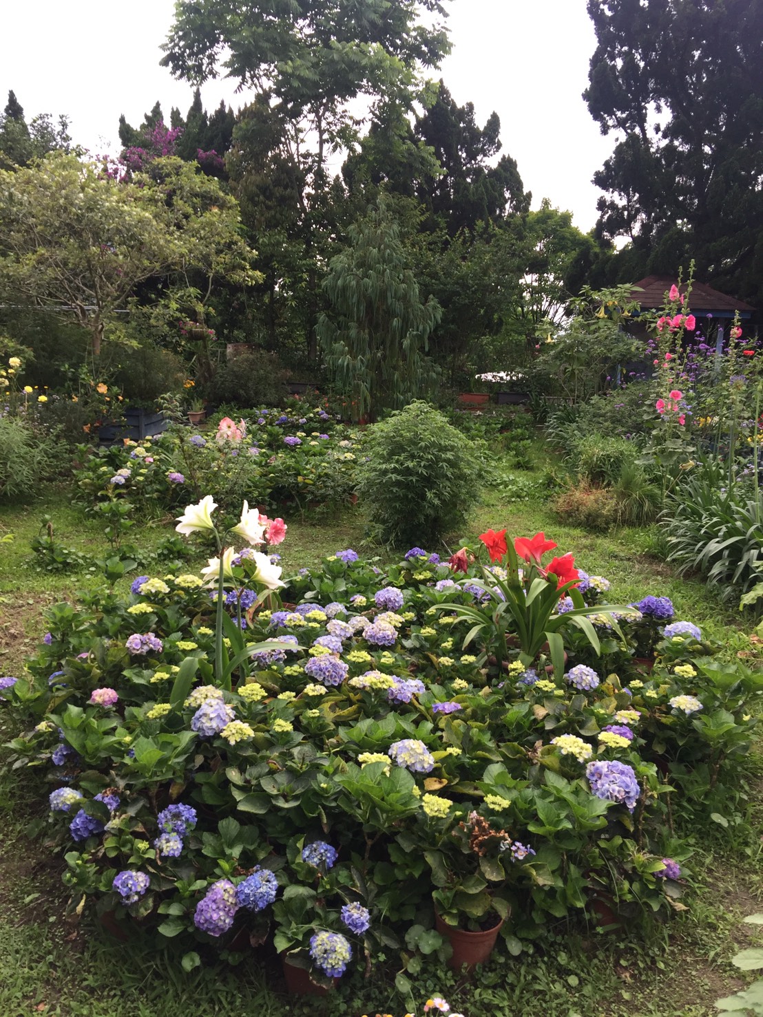 今年5月適逢繡球花開,南庄一片花海,美不勝收。 圖:鄒麗泳攝 今年5月適逢繡球花開,南庄一片花海,美不勝收。 圖:鄒麗泳攝