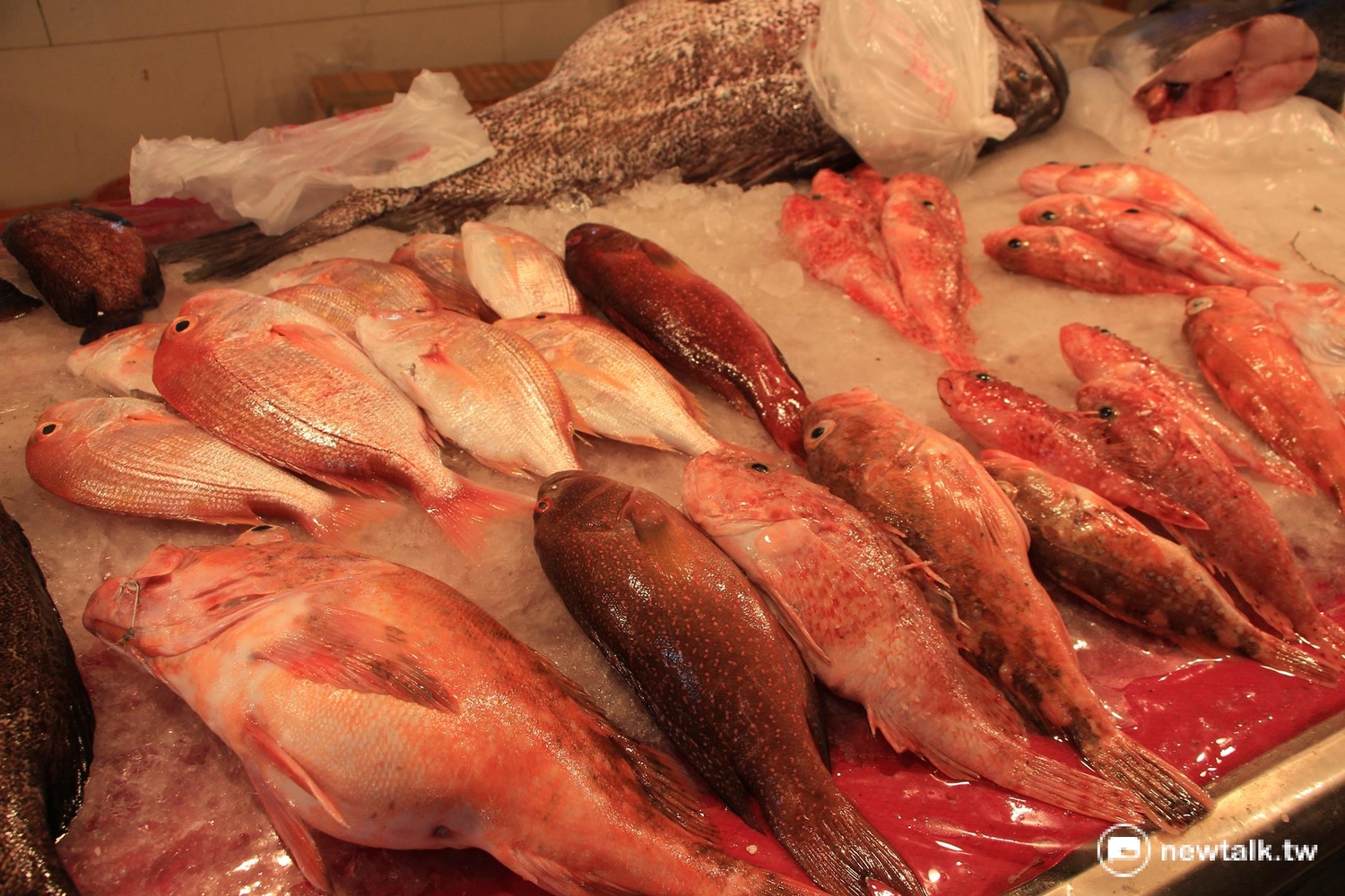 旅客可購買各式魚貨如紅喉、紅目連、海帶仔、紅魚等,再到熟食區請店家烹煮。 圖:呂晏慈攝 旅客可購買各式魚貨如紅喉、紅目連、海帶仔、紅魚等,再到熟食區請店家烹煮。 圖:呂晏慈攝