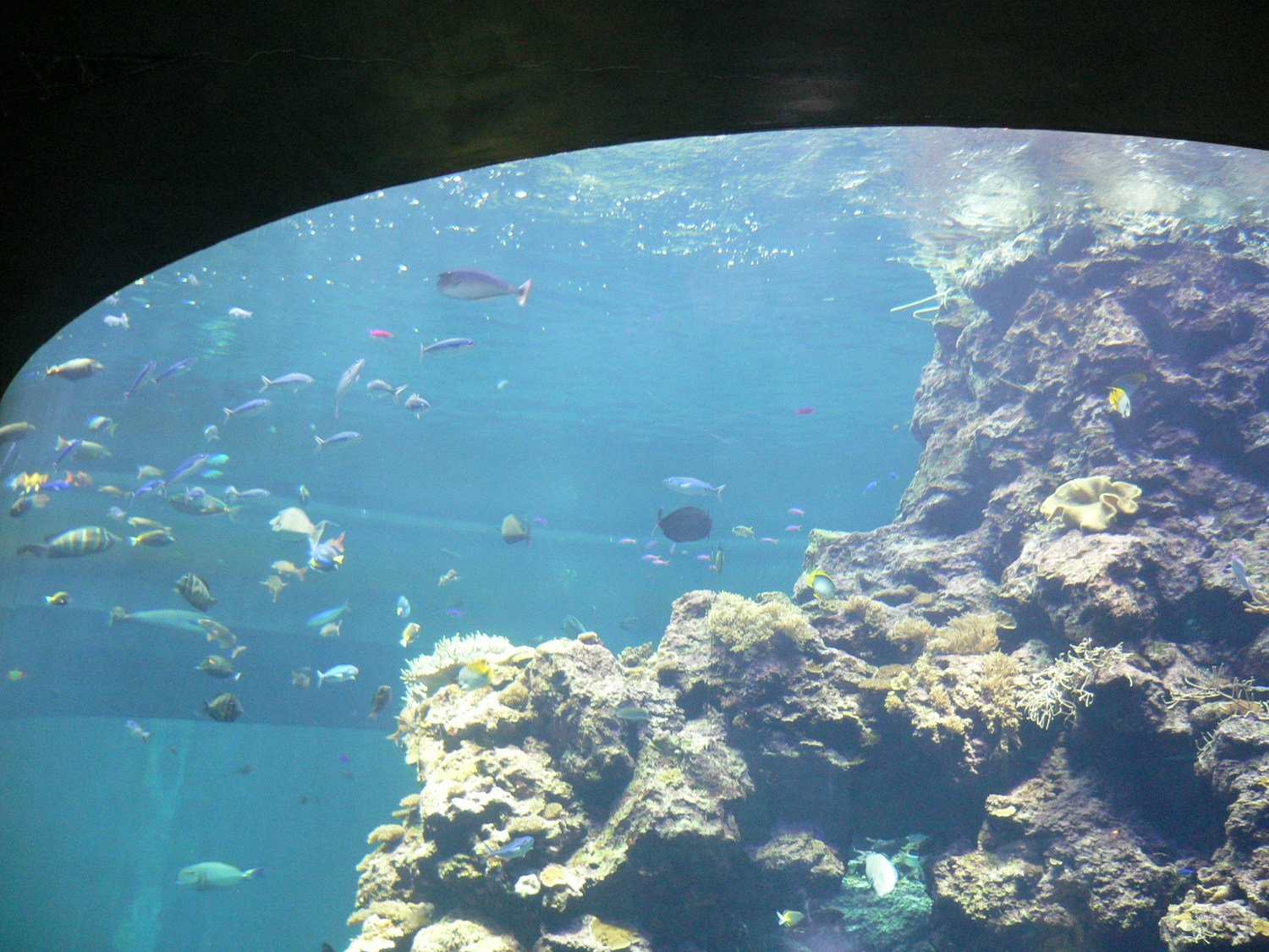 仲夏寶島號行經玉里站南客城一號橋。 仲夏寶島號行經玉里站南客城一號橋。