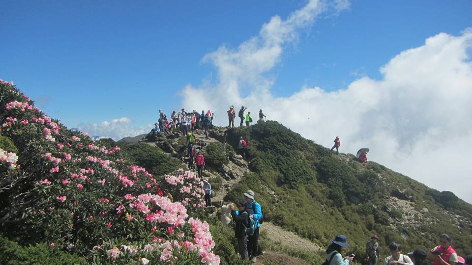 大批遊人登東峰賞花。 圖:翻攝自太魯閣國家公園臉書 大批遊人登東峰賞花。 圖:翻攝自太魯閣國家公園臉書