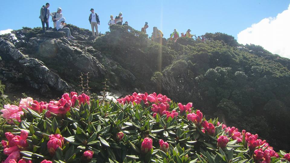 遊人登山賞杜鵑花。 圖:翻攝自太魯閣國家公園臉書 遊人登山賞杜鵑花。 圖:翻攝自太魯閣國家公園臉書