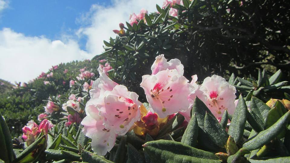 嬌嫩秀麗的杜鵑花,為高山帶來一絲春意。 圖:翻攝自太魯閣國家公園臉書 嬌嫩秀麗的杜鵑花,為高山帶來一絲春意。 圖:翻攝自太魯閣國家公園臉書