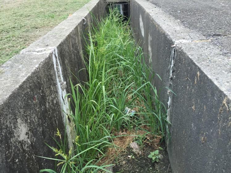 高雄農改場呼籲農友清除田間水溝的殘枝落葉,做好排水工作。 圖:高雄農改場提供 高雄農改場呼籲農友清除田間水溝的殘枝落葉,做好排水工作。 圖:高雄農改場提供