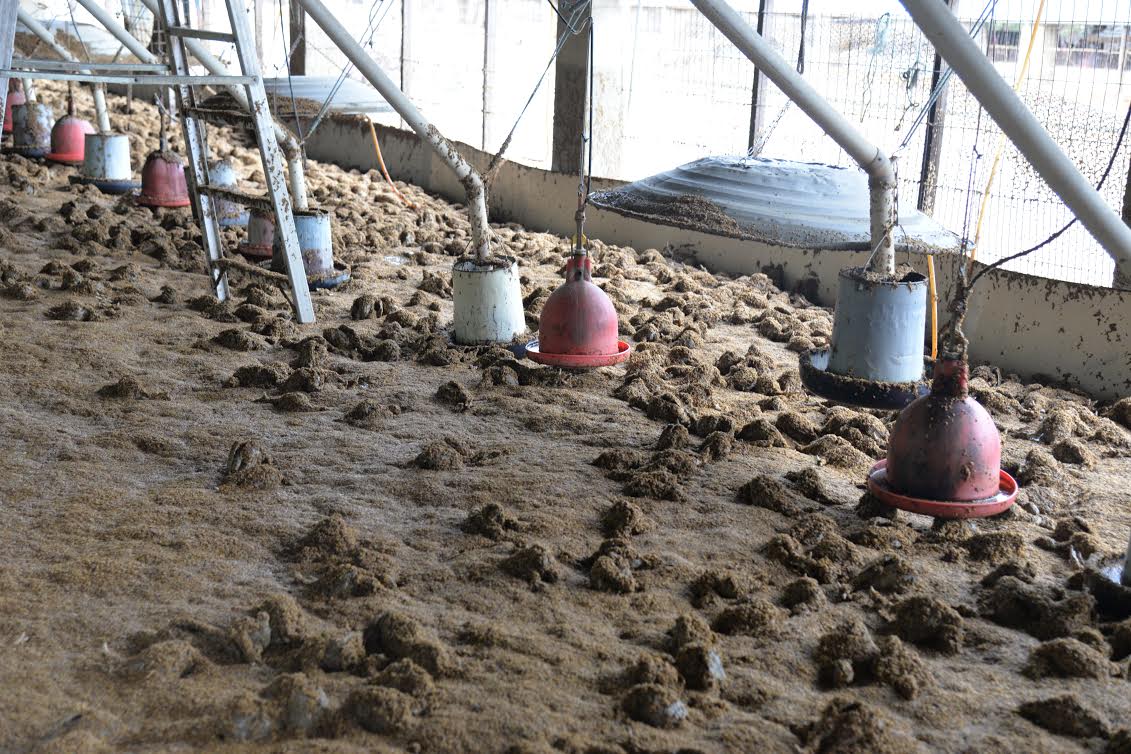 因梅雨鋒面帶來之強降雨,造成雲林縣各地淹水災情,斗南鎮信義路一處養雞場也傳出災情,有色肉雞約2萬隻,全數淹水死亡。 圖:雲林縣政府提供 因梅雨鋒面帶來之強降雨,造成雲林縣各地淹水災情,斗南鎮信義路一處養雞場也傳出災情,有色肉雞約2萬隻,全數淹水死亡。 圖:雲林縣政府提供