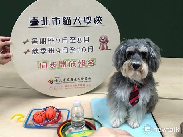 示範犬「愛寶」。 圖:周煊惠/攝 示範犬「愛寶」。 圖:周煊惠/攝