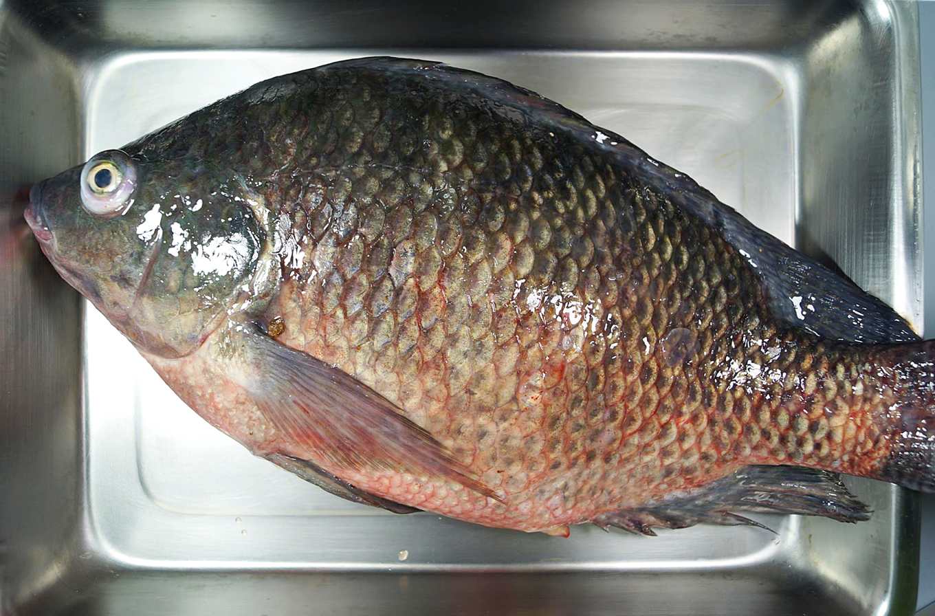 感染吳郭魚湖泊病毒病(TiLV)的吳郭魚外觀可見眼球凸出及體表出血。 圖:翻攝自農委會官網 感染吳郭魚湖泊病毒病(TiLV)的吳郭魚外觀可見眼球凸出及體表出血。 圖:翻攝自農委會官網