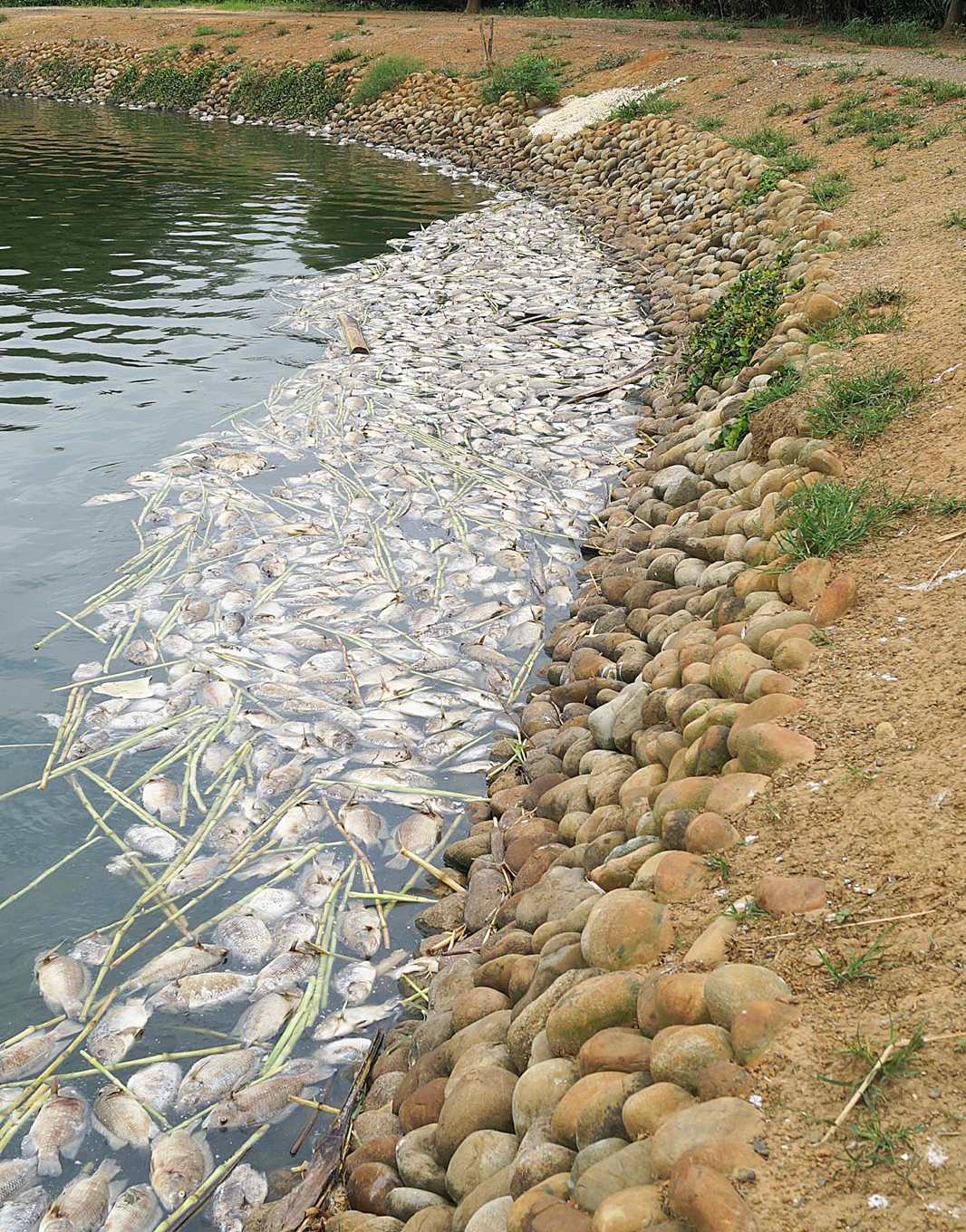感染吳郭魚湖泊病毒病(TiLV)的吳郭魚大量死亡。 圖:新頭殼資料畫面 感染吳郭魚湖泊病毒病(TiLV)的吳郭魚大量死亡。 圖:新頭殼資料畫面