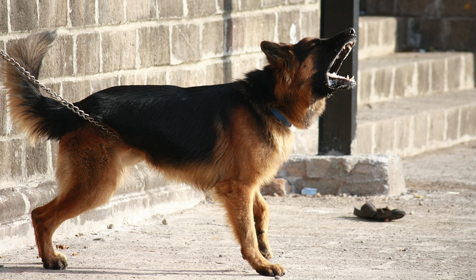 容易過於激動的狗狗,飼主可以利用遊戲與獎勵的方式來讓牠們暫停吠叫。 容易過於激動的狗狗,飼主可以利用遊戲與獎勵的方式來讓牠們暫停吠叫。