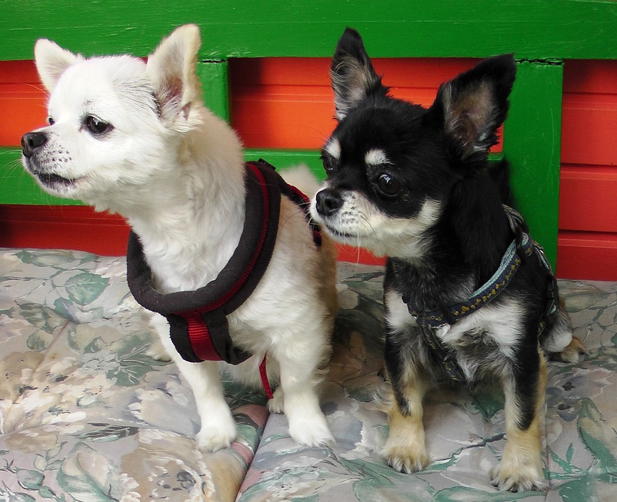 容易過於激動的狗狗,飼主可以利用遊戲與獎勵的方式來讓牠們暫停吠叫。 容易過於激動的狗狗,飼主可以利用遊戲與獎勵的方式來讓牠們暫停吠叫。