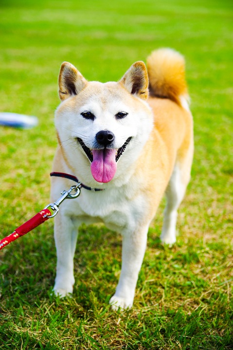 容易過於激動的狗狗,飼主可以利用遊戲與獎勵的方式來讓牠們暫停吠叫。 容易過於激動的狗狗,飼主可以利用遊戲與獎勵的方式來讓牠們暫停吠叫。