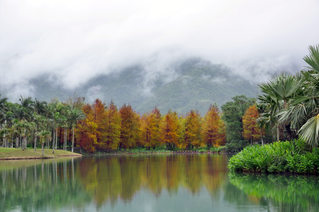 雲山水中種植許多植物,秋天的落羽杉林充滿浪漫氣息 圖:東部海岸國家風景區提供 雲山水中種植許多植物,秋天的落羽杉林充滿浪漫氣息 圖:東部海岸國家風景區提供