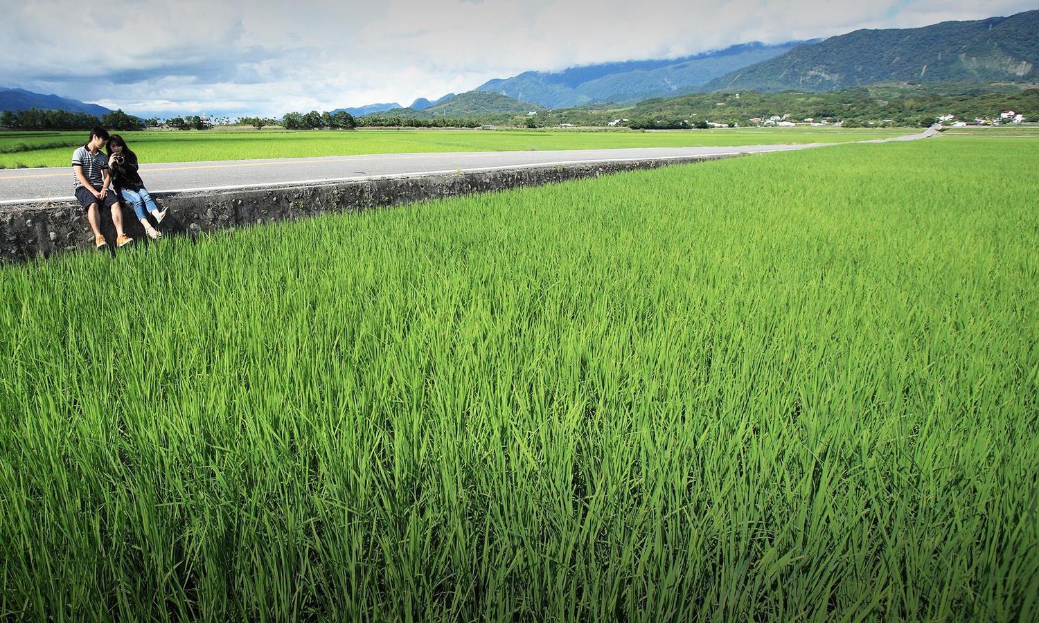 伯朗大道上美麗的稻田風光,被譽為「翠綠的天堂路」 圖:台東觀光旅遊網提供 伯朗大道上美麗的稻田風光,被譽為「翠綠的天堂路」 圖:台東觀光旅遊網提供