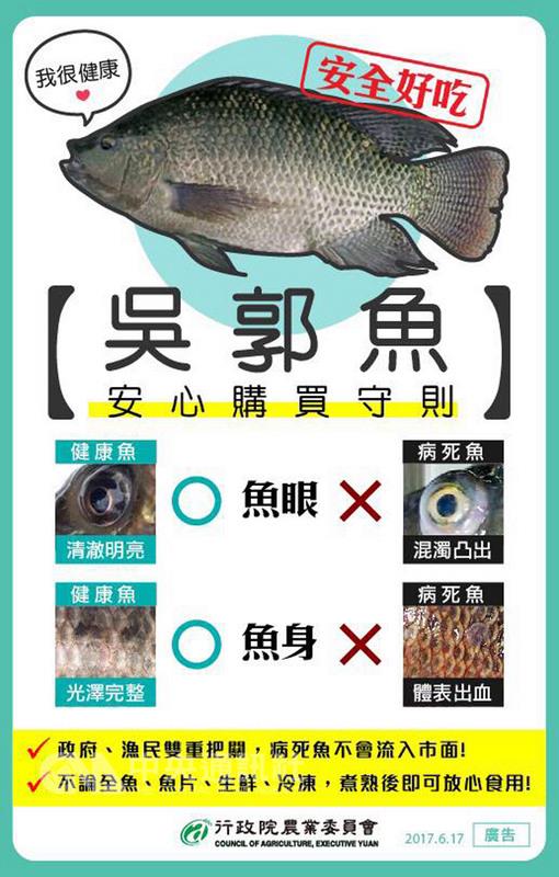 吳郭魚湖泊病毒確診感染魚池增加到6處,民眾擔心病 死魚是否會流到市面,農委會防檢局表示,病魚會出現 眼睛突出及身體出血等症狀,民眾選購時,只要小心很 容易辨識。圖為農委會製作吳郭魚選購守則。 桃園市政府動物保護處提供 吳郭魚湖泊病毒確診感染魚池增加到6處,民眾擔心病 死魚是否會流到市面,農委會防檢局表示,病魚會出現 眼睛突出及身體出血等症狀,民眾選購時,只要小心很 容易辨識。圖為農委會製作吳郭魚選購守則。 桃園市政府動物保護處提供