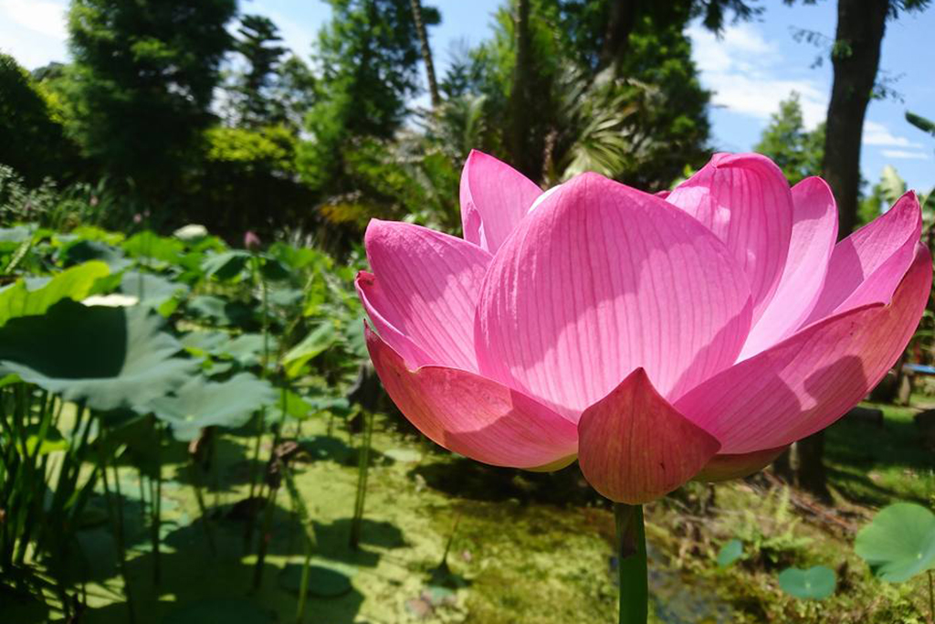 2017桃園市觀音區蓮花季,千埤之鄉桃園觀音區,有許多品種的蓮花等著大家欣賞。 圖:桃園觀光局提供 2017桃園市觀音區蓮花季,千埤之鄉桃園觀音區,有許多品種的蓮花等著大家欣賞。 圖:桃園觀光局提供