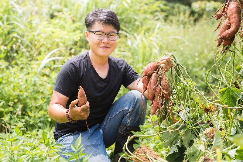 去年榮獲百大青農的8年級生陳琬婷，今年決定將收成的地瓜命名「蝠祿地瓜」。