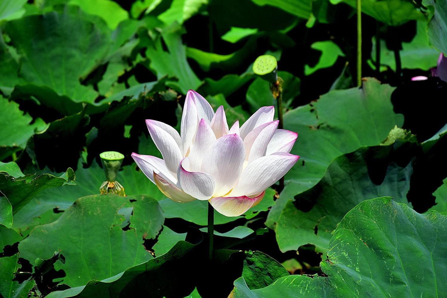 7月觀音蓮花季,加上8月地景藝術節也在觀音。 圖:翻攝自鄭文燦臉書 7月觀音蓮花季,加上8月地景藝術節也在觀音。 圖:翻攝自鄭文燦臉書