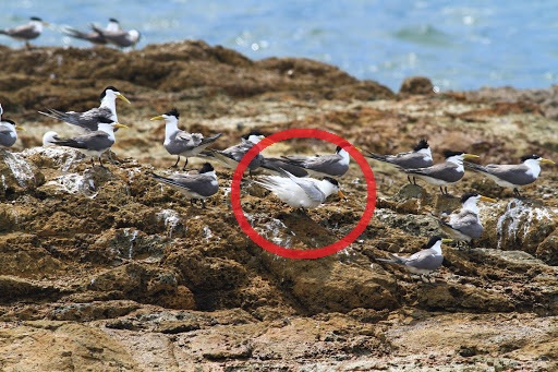 黑嘴端鳳頭燕鷗是鷗科鳥類最為稀少的一種,根據2000年國際鳥盟所估計的數據,當時全世界的數量少於50隻,在鳥類紅皮書中被列為「有瀕臨絕種危險」等級,馬祖地區近年來對於燕鷗保育成效斐然,在燕鷗群中多次拍到黑嘴端鳳頭燕鷗的蹤影。 圖:馬祖風景管理處提供 黑嘴端鳳頭燕鷗是鷗科鳥類最為稀少的一種,根據2000年國際鳥盟所估計的數據,當時全世界的數量少於50隻,在鳥類紅皮書中被列為「有瀕臨絕種危險」等級,馬祖地區近年來對於燕鷗保育成效斐然,在燕鷗群中多次拍到黑嘴端鳳頭燕鷗的蹤影。 圖:馬祖風景管理處提供