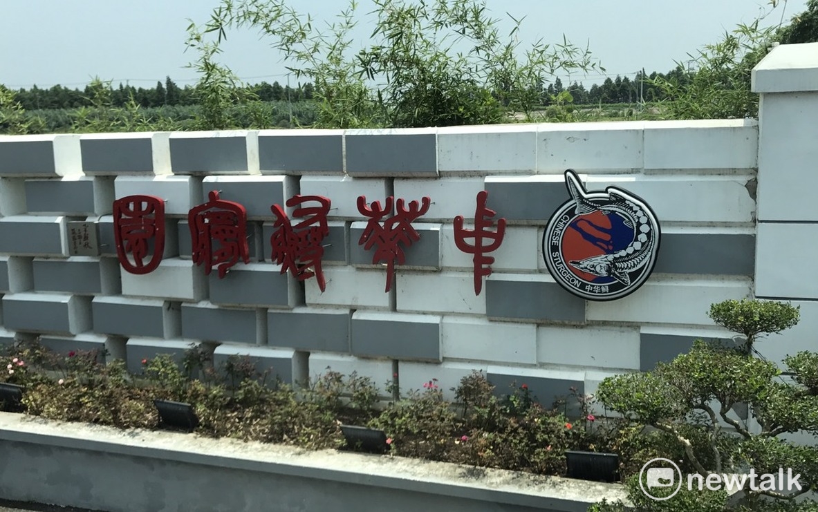 上海市郊中華鱘保護區。 圖:周煊惠/攝 上海市郊中華鱘保護區。 圖:周煊惠/攝