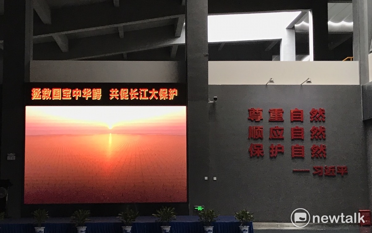 中華鱘保護區。 圖:周煊惠/攝 中華鱘保護區。 圖:周煊惠/攝