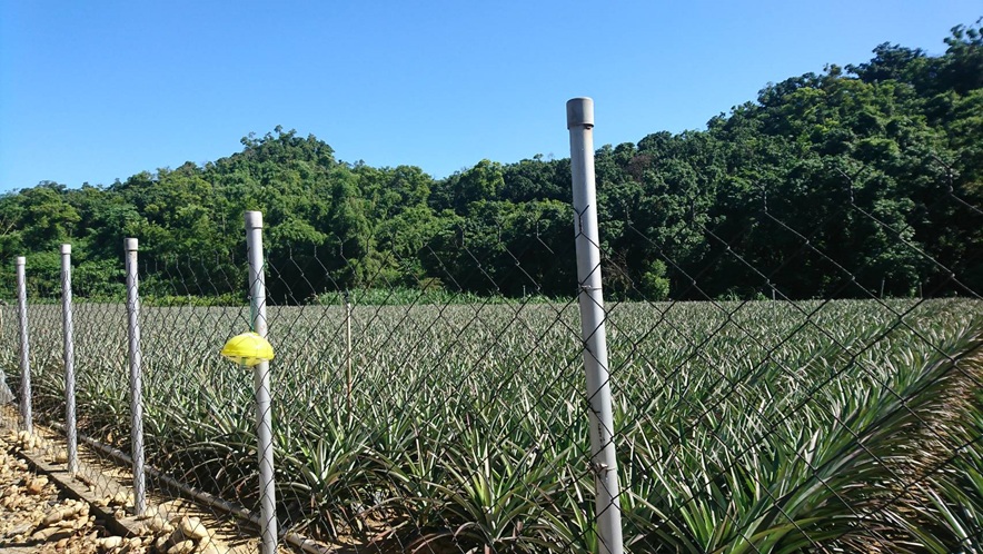 台灣窗螢目前數量較少,位於鳳梨田與森林交界潮濕地,每年會有2次發生期,會持續性發出黃綠色光,不會閃爍,幼蟲愛吃蝸牛,對於防治害蟲有幫助 台灣窗螢目前數量較少,位於鳳梨田與森林交界潮濕地,每年會有2次發生期,會持續性發出黃綠色光,不會閃爍,幼蟲愛吃蝸牛,對於防治害蟲有幫助