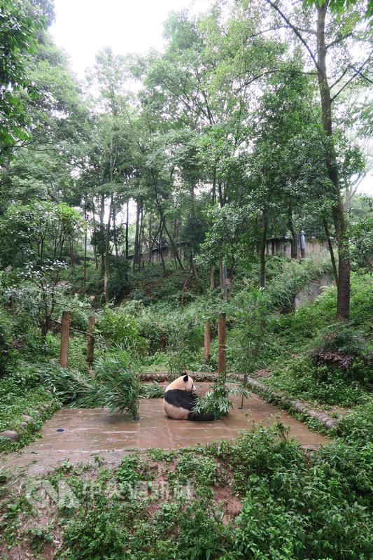 「中國大熊貓保護研究中心」位於四川雅安的碧峰峽基 地育有47隻圈養大貓熊,展出其中約20隻。工作人員每 天一早都會在定點放新鮮竹子、竹筍供貓熊享用。 圖/中央社 「中國大熊貓保護研究中心」位於四川雅安的碧峰峽基 地育有47隻圈養大貓熊,展出其中約20隻。工作人員每 天一早都會在定點放新鮮竹子、竹筍供貓熊享用。 圖/中央社