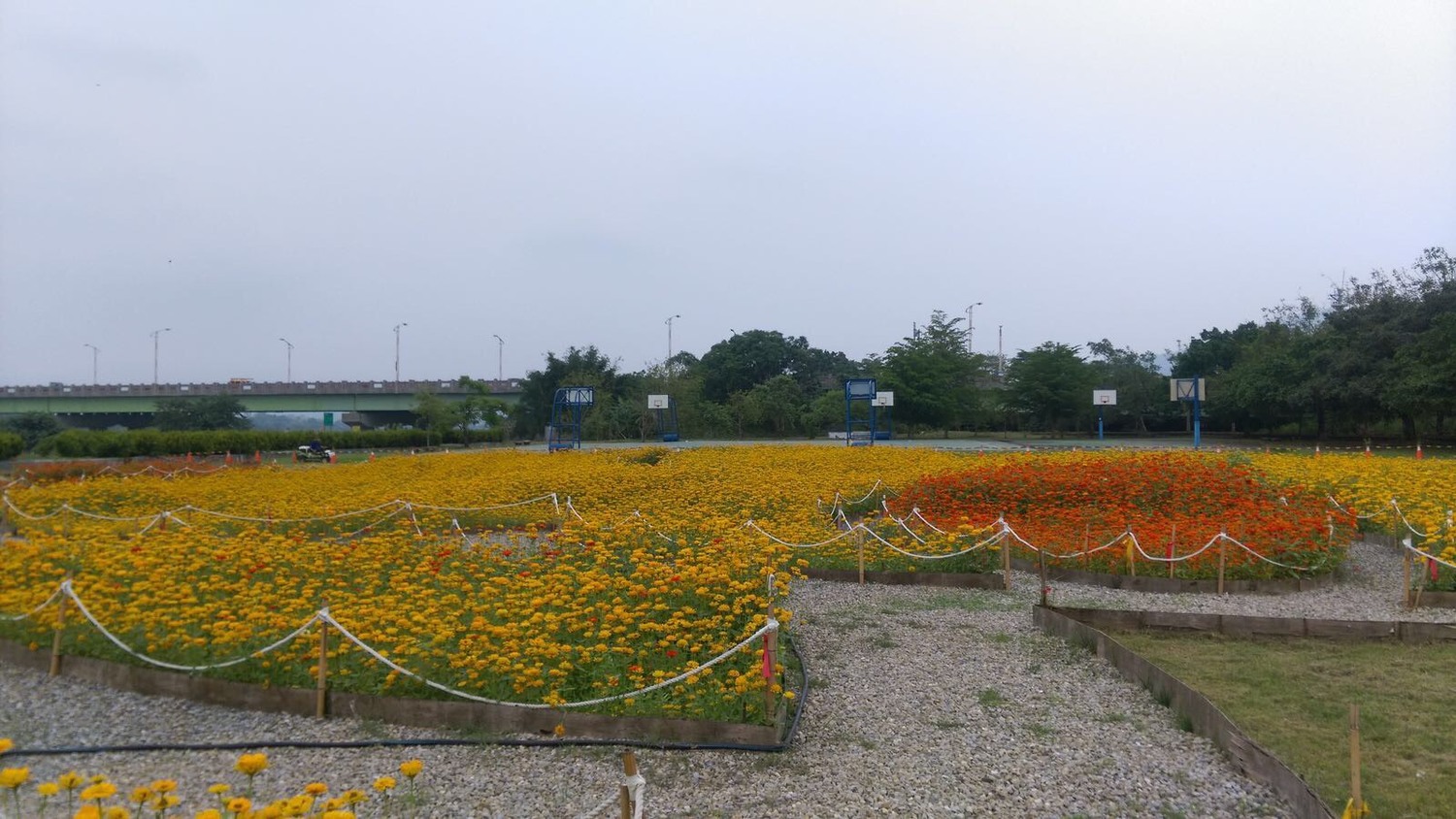 東勢河濱公園漂亮的花圃。 圖 : 台中市政府/提供 東勢河濱公園漂亮的花圃。 圖 : 台中市政府/提供