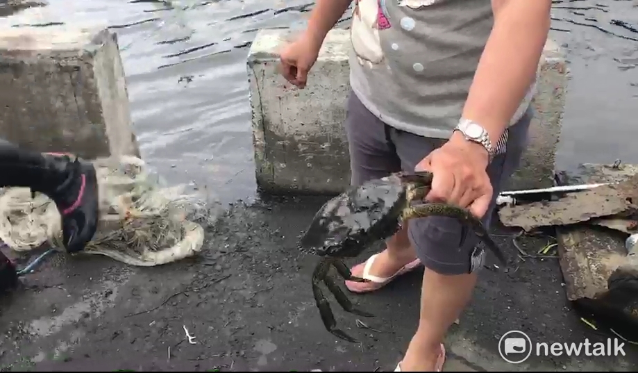 大排中甚至還出現螃蟹的蹤影。 圖:民眾獨家提供 大排中甚至還出現螃蟹的蹤影。 圖:民眾獨家提供