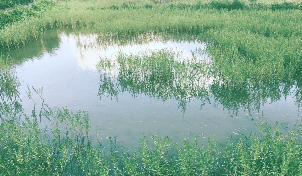 「2017桃園地景藝術節」駐地創作藝術家蕭凱文透過鏡頭,看到桃園市觀音區廣福社區濕地的美。 圖:翻攝補囊臉書 「2017桃園地景藝術節」駐地創作藝術家蕭凱文透過鏡頭,看到桃園市觀音區廣福社區濕地的美。 圖:翻攝補囊臉書