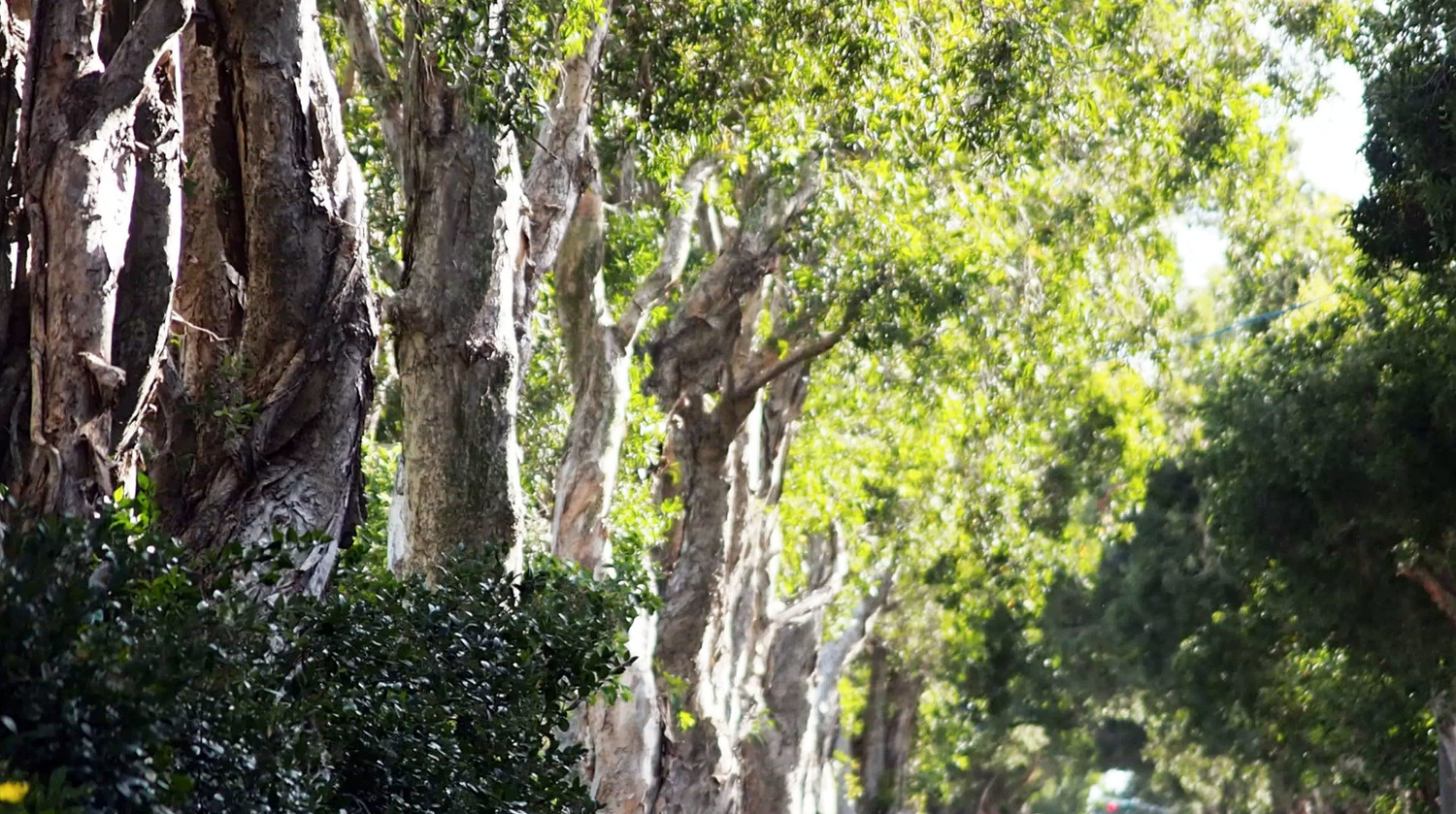 今年桃園地景藝術節的主場地觀音廣福社區的白千層大道,白千層花正盛開。 圖:桃園市政府提供 今年桃園地景藝術節的主場地觀音廣福社區的白千層大道,白千層花正盛開。 圖:桃園市政府提供