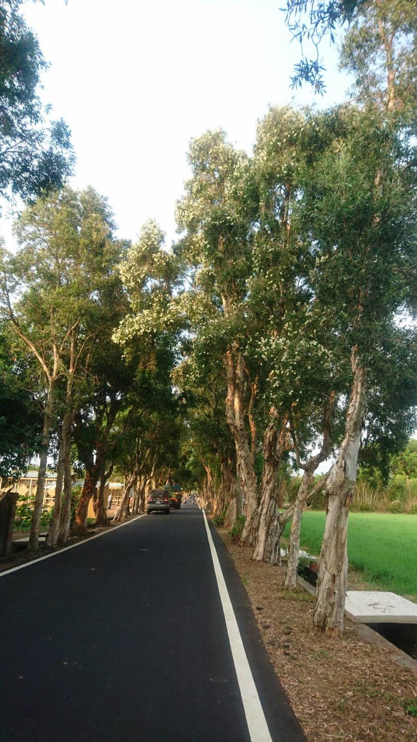 今年桃園地景藝術節的主場地觀音廣福社區的白千層大道,白千層花正盛。 圖:桃園市政府提供 今年桃園地景藝術節的主場地觀音廣福社區的白千層大道,白千層花正盛。 圖:桃園市政府提供