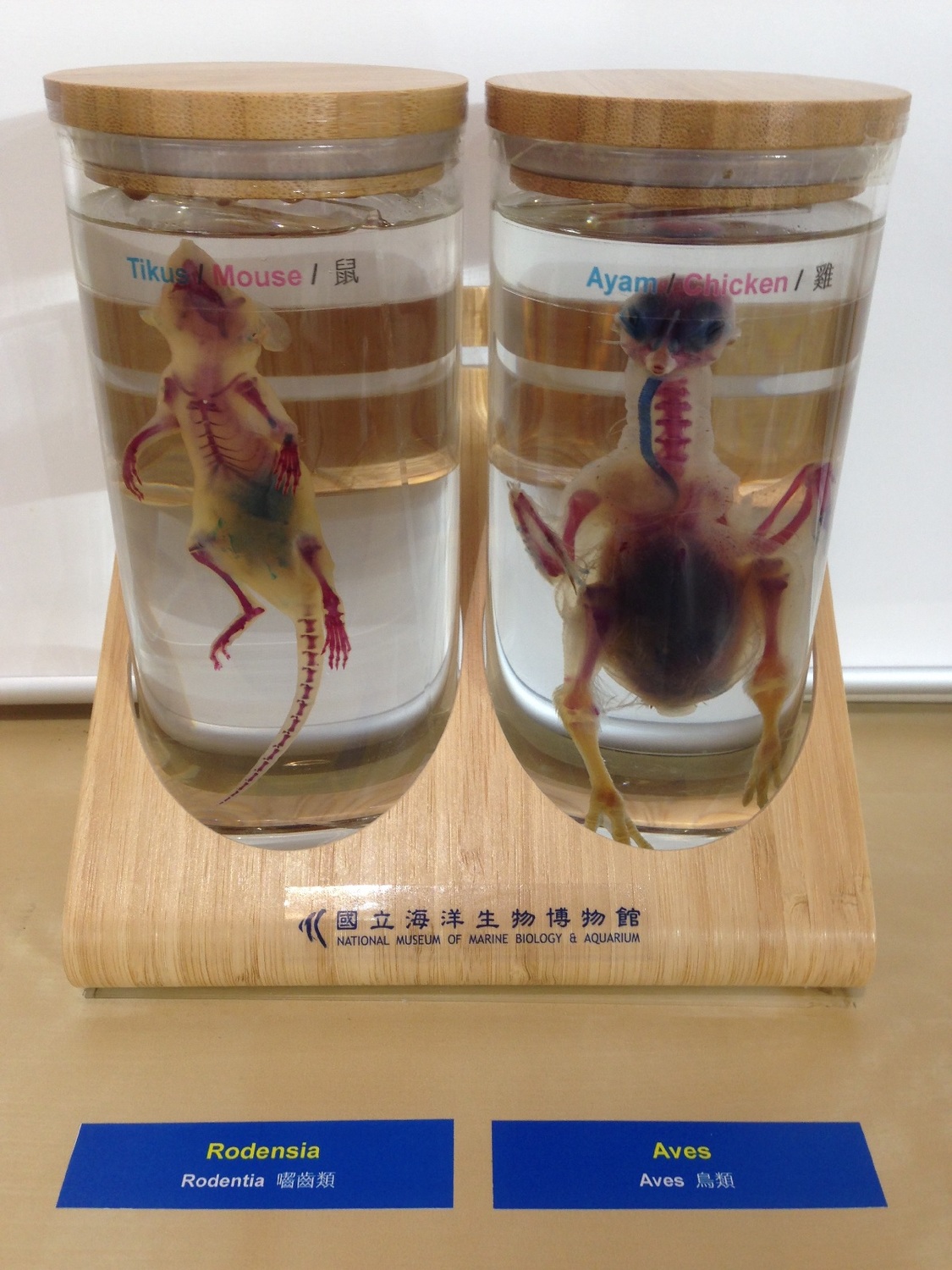 雞與老鼠的透明標本。 圖:張至維博士/提供 雞與老鼠的透明標本。 圖:張至維博士/提供